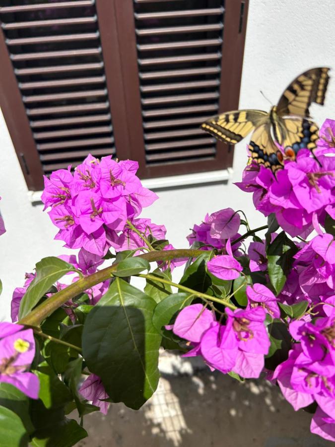 Garden Apartment Dina With Free Parking سبليت المظهر الخارجي الصورة